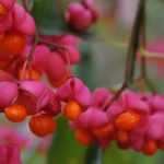 Spindle: which variety to choose?