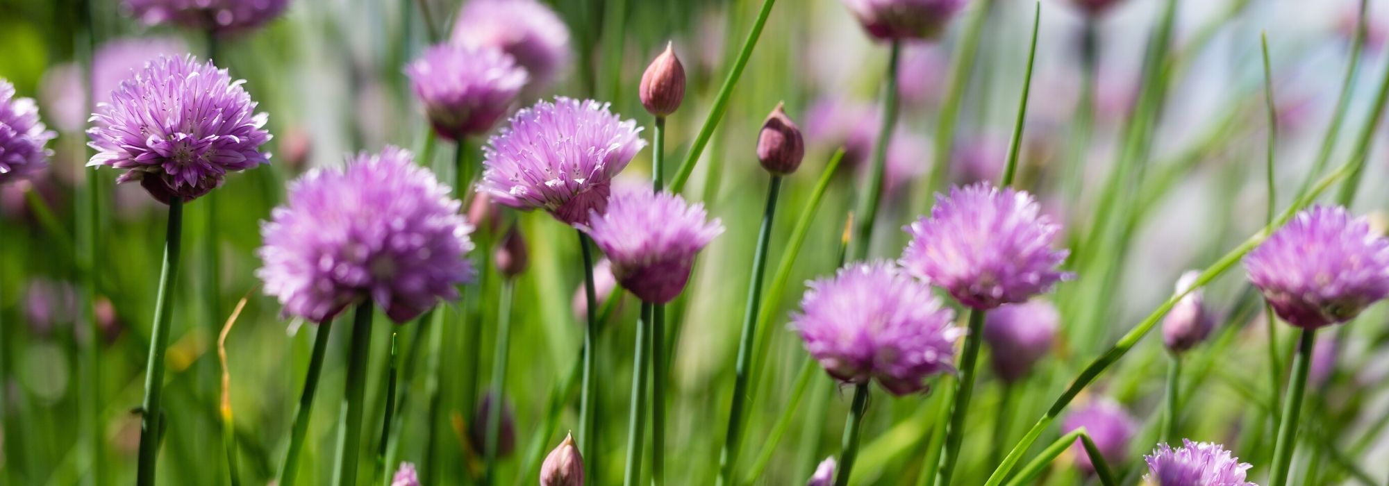 Chives: planting, sowing, dividing