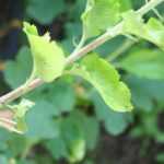 Grafting trees: different techniques