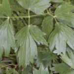 Loveliness, Mountain Celery: sowing, planting, growing