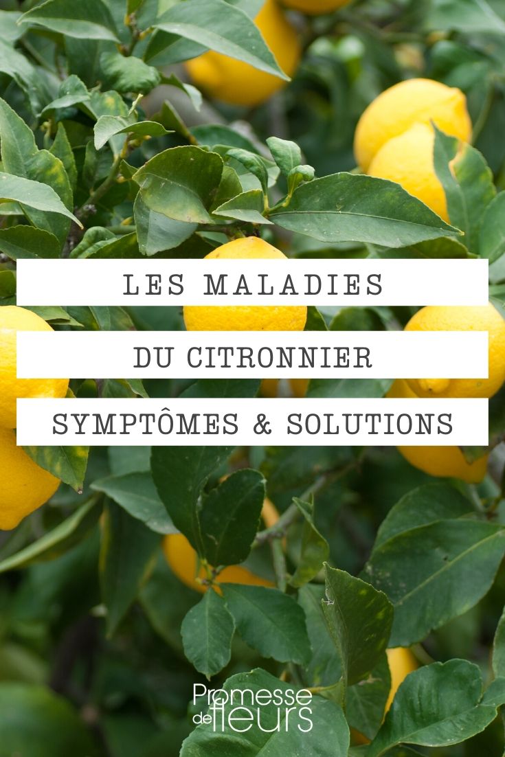Lemon Tree Diseases