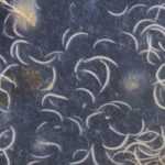 Organic control, beneficial nematodes: how to use them properly?