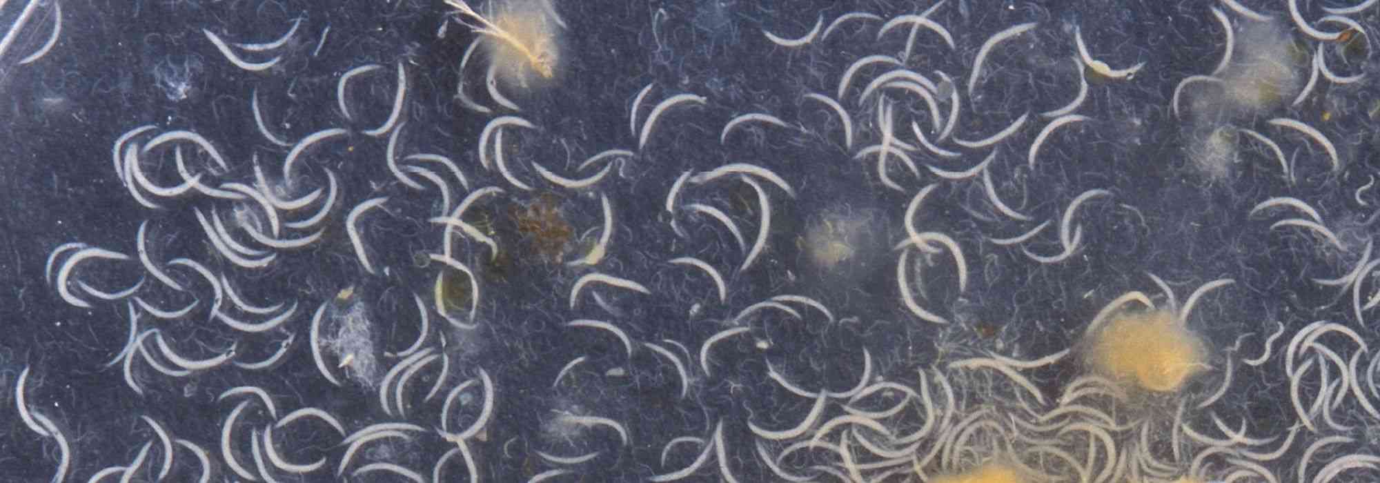 Organic control, beneficial nematodes: how to use them properly?