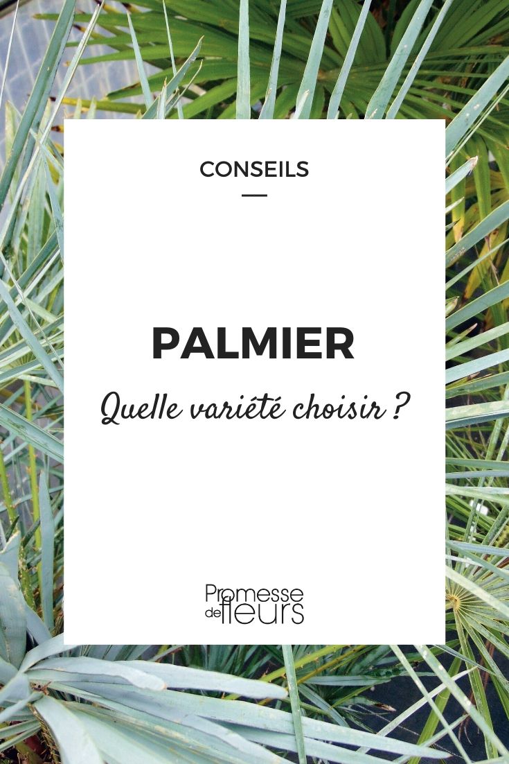 Choosing the Right Palm Tree