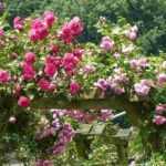 When to prune climbing roses and how to do it properly?