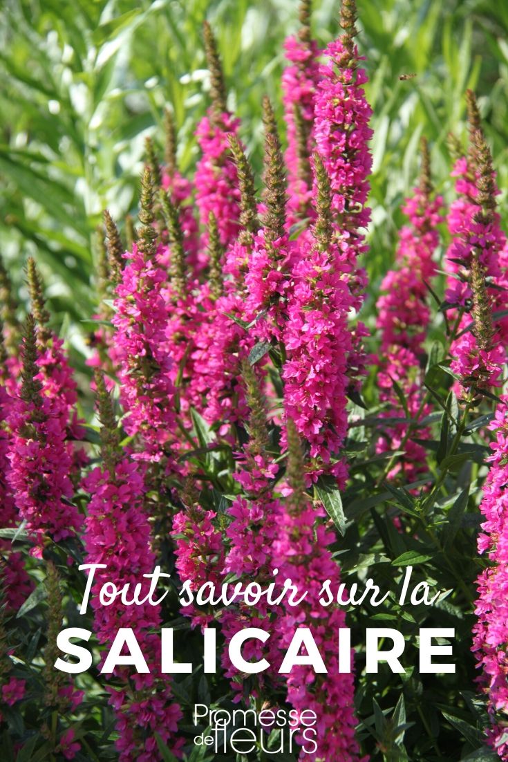 Lythrum: Everything You Need to Know

Lythrum, commonly known as Loosestrife, is a genus of flowering plants that is highly appreciated in gardens for its vibrant colours and ease of care. In this article, we will delve into everything you need to know about Lythrum, from its botanical characteristics to its cultivation and maintenance.

### Botanical Overview

Lythrum species are herbaceous perennials that belong to the Lythraceae family. These plants are known for their tall, erect growth habit and their ability to thrive in a variety of environments, particularly in moist areas.

### Varieties and Their Characteristics

There are several species of Lythrum that are popular among gardeners, including Lythrum salicaria, commonly known as Purple Loosestrife, and Lythrum virgatum, known as European Wand Loosestrife. These species can vary in height, flower colour, and blooming period, providing options for different garden settings and styles.

### Planting and Growing Conditions

Lythrum plants prefer full sun to partial shade and flourish in moist, well-drained soil. They are particularly suited for planting in wetlands, alongside ponds, or in bog gardens where their roots can access plenty of moisture.

### Care and Maintenance

Caring for Lythrum is relatively straightforward. These plants need regular watering, especially during dry spells, to keep the soil consistently moist. They benefit from a layer of mulch to help retain soil moisture and suppress weeds. Pruning is not typically necessary, but deadheading the spent flowers can promote further blooming.

### Environmental Considerations

While Lythrum is a beautiful addition to any garden, it is important to be aware of its invasive potential, particularly with species like Lythrum salicaria. It is advisable to check local regulations and consider non-invasive alternatives or control measures to prevent it from spreading uncontrollably.

### Conclusion

Lythrum offers a splendid display of flowers and can be a valuable plant for adding colour and vibrancy to moist garden areas. With proper care and consideration of its environmental impact, Lythrum can be enjoyed without adverse effects on local ecosystems.

For more detailed information on specific Lythrum species or advice on suitable planting strategies, feel free to explore further articles on our blog or contact our gardening experts. Happy gardening!