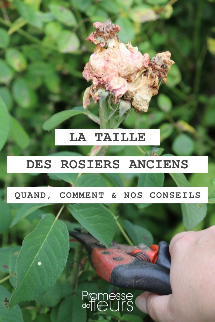 When and How to Prune an Old Rose Bush?