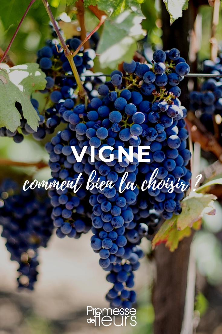 Vine: Making the Right Choice - Buying Guide