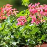 Fertilisers for planters and pots: which to choose?