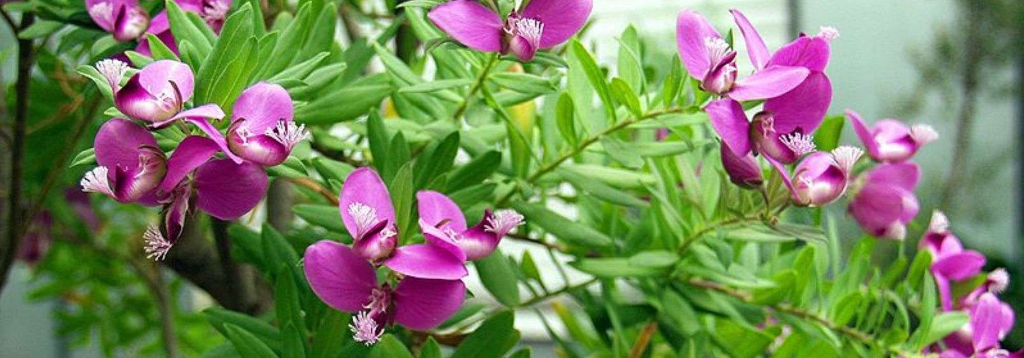 Polygala: planting, pruning, and caring for