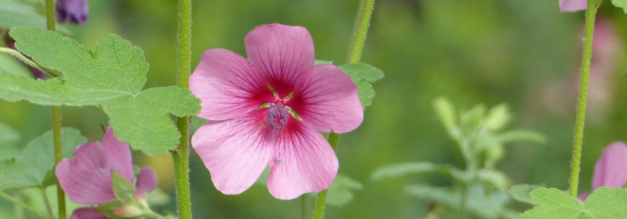 Anisodontea, Cape mallow: planting, care, pruning