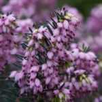 5 heathers in pots: my little collection