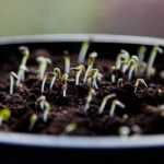 Vegetable garden calendar - January