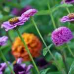 Create a summer planter: 7 ideas