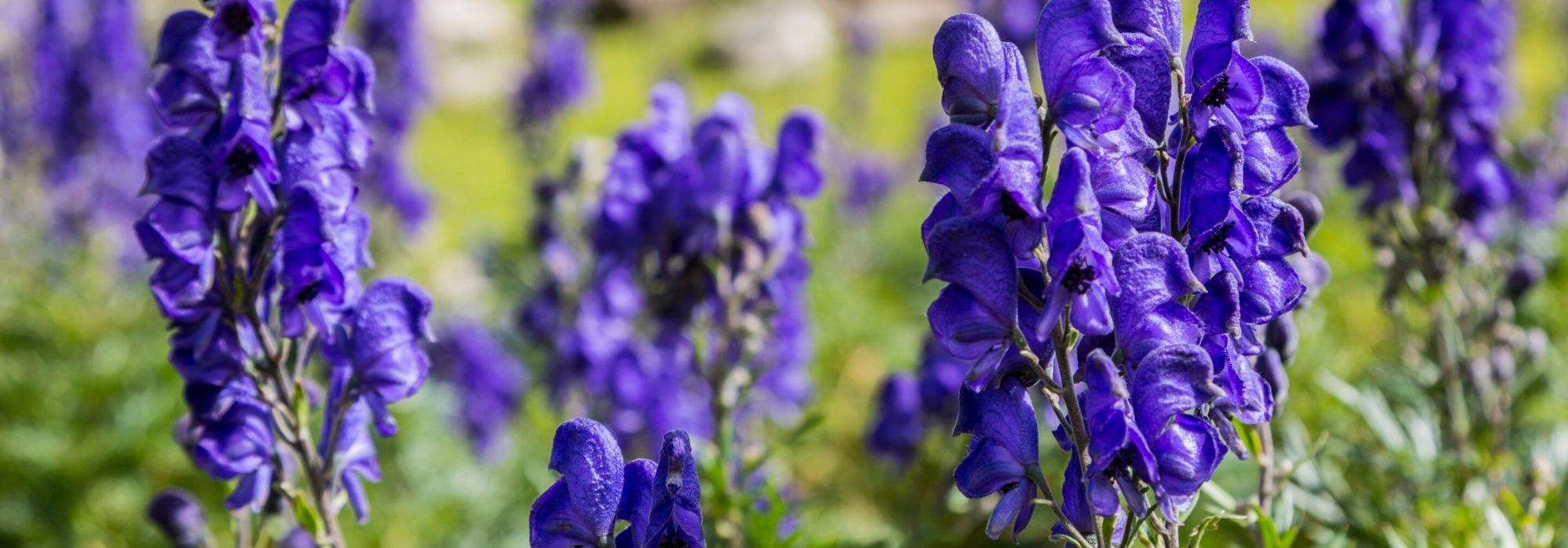 7 toxic plants to know before planting them in the garden