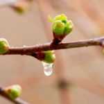 What are phenological indicators?