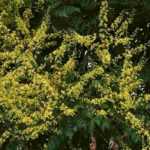 Pride of India, Koelreuteria: planting, care