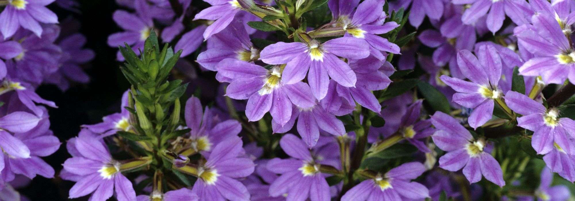 Scaevola: planting, growing