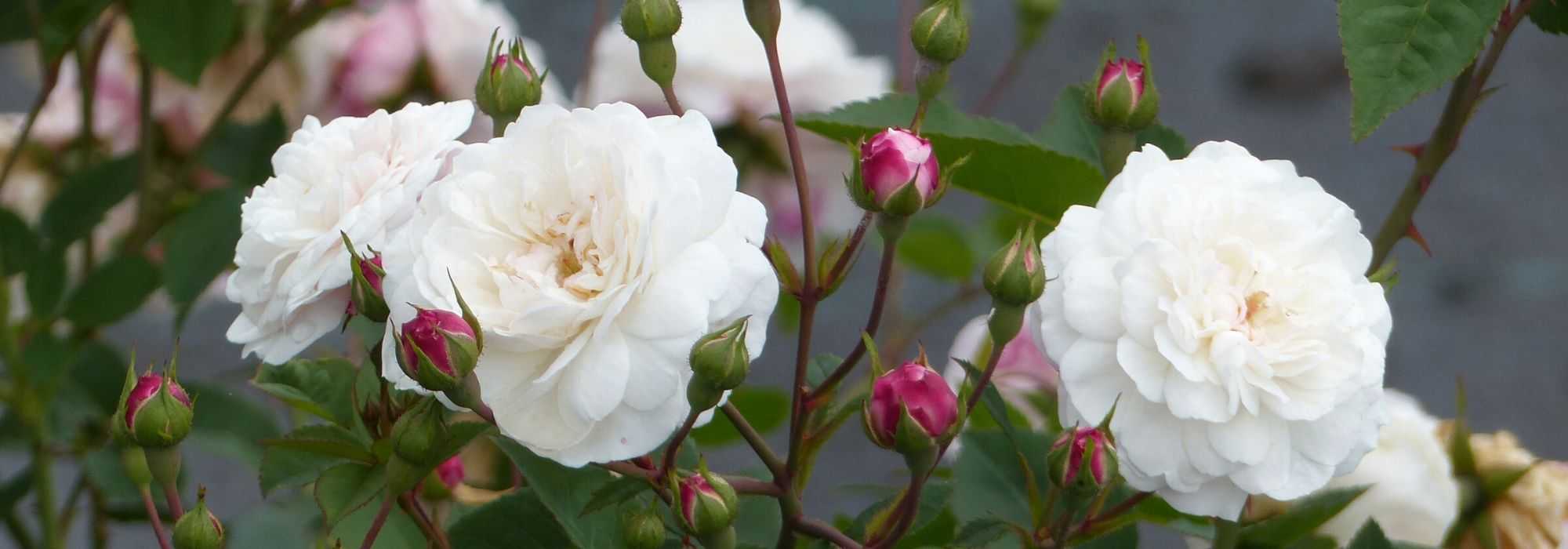 When and how to prune roses in pots?