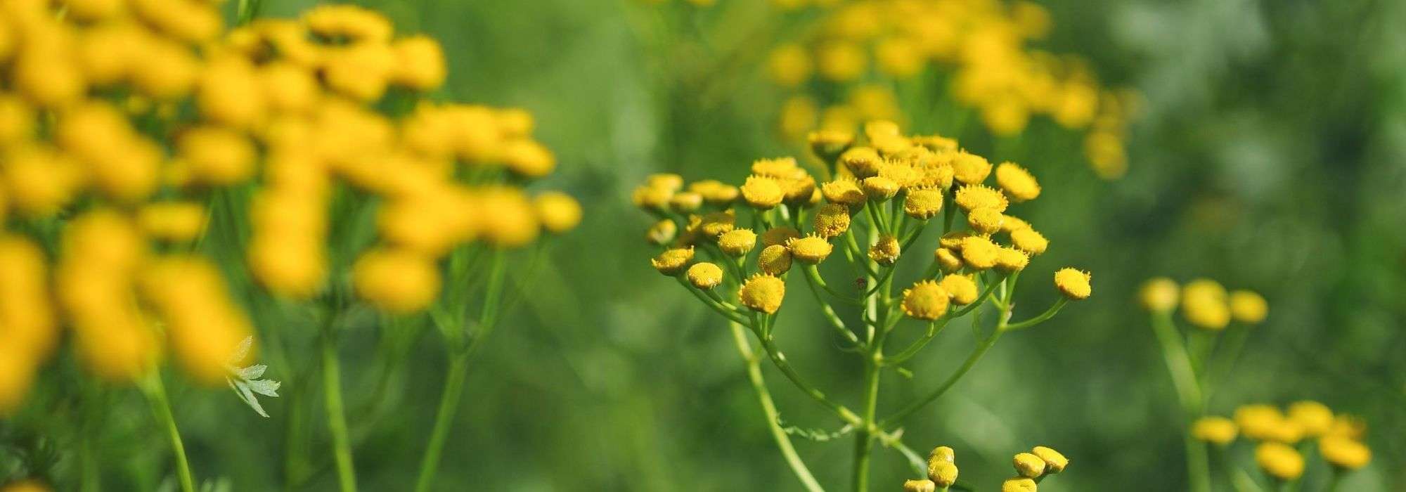 8 repellent plants: they stand guard in the garden!