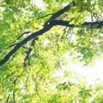 10 very hardy, frost-resistant trees