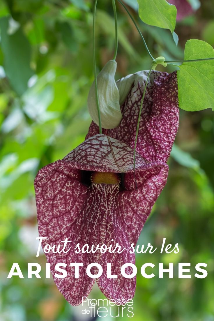 Everything You Need to Know About Dutchman's Pipe