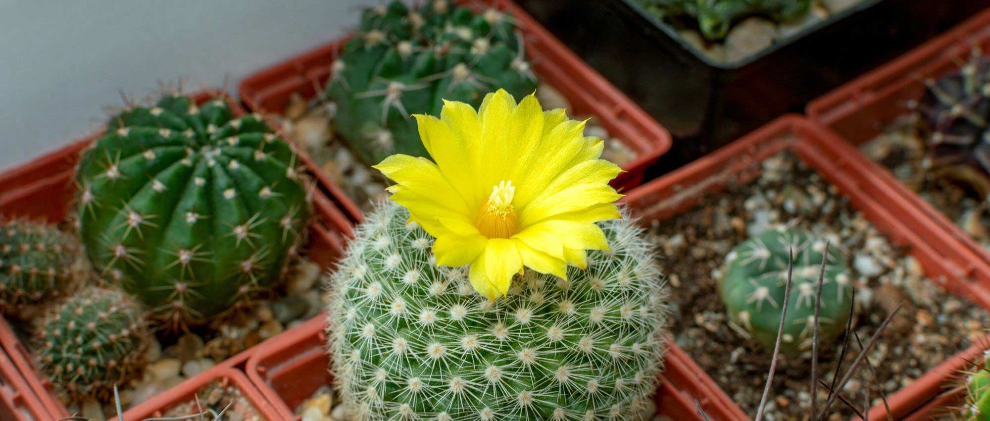 How to plant a cactus in a pot?