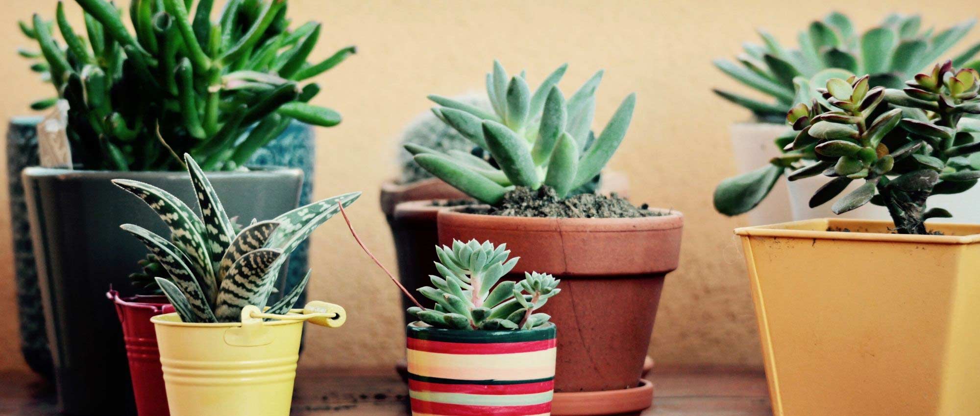Cacti and indoor succulents: how to grow and care?