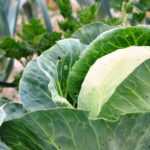 Vegetable garden fertiliser: how to choose?