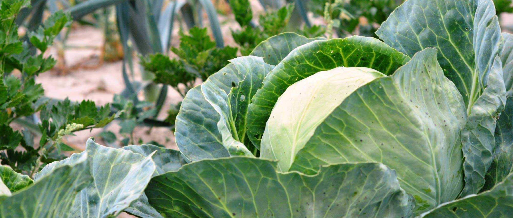 Vegetable garden fertiliser: how to choose?