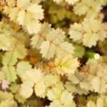 Acaena, New Zealand bur: planting, growing and care