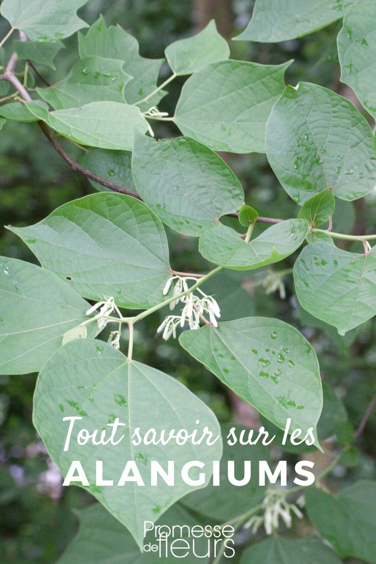 Alangium: Everything You Need to Know