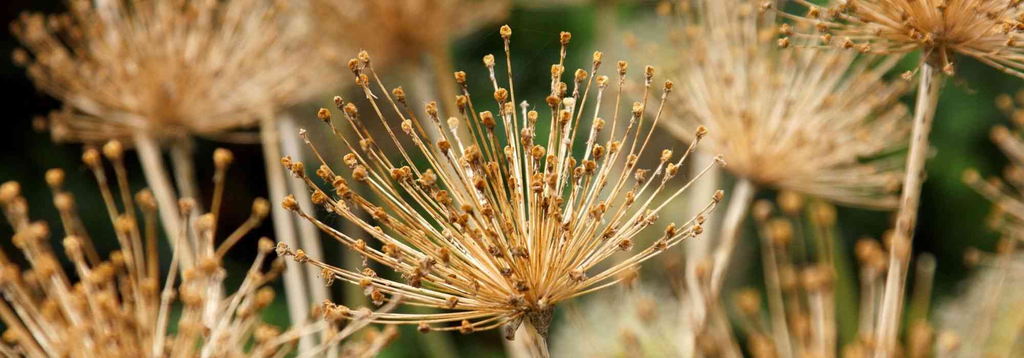 How to dry Allium flowers?