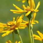Arnica: sowing, growing, benefits