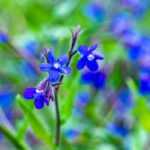 Bugloss, Anchusa: planting, growing