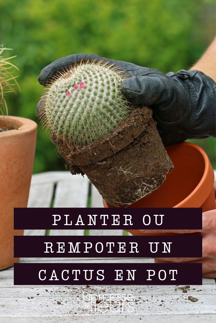 Cacti: Planting and Repotting
