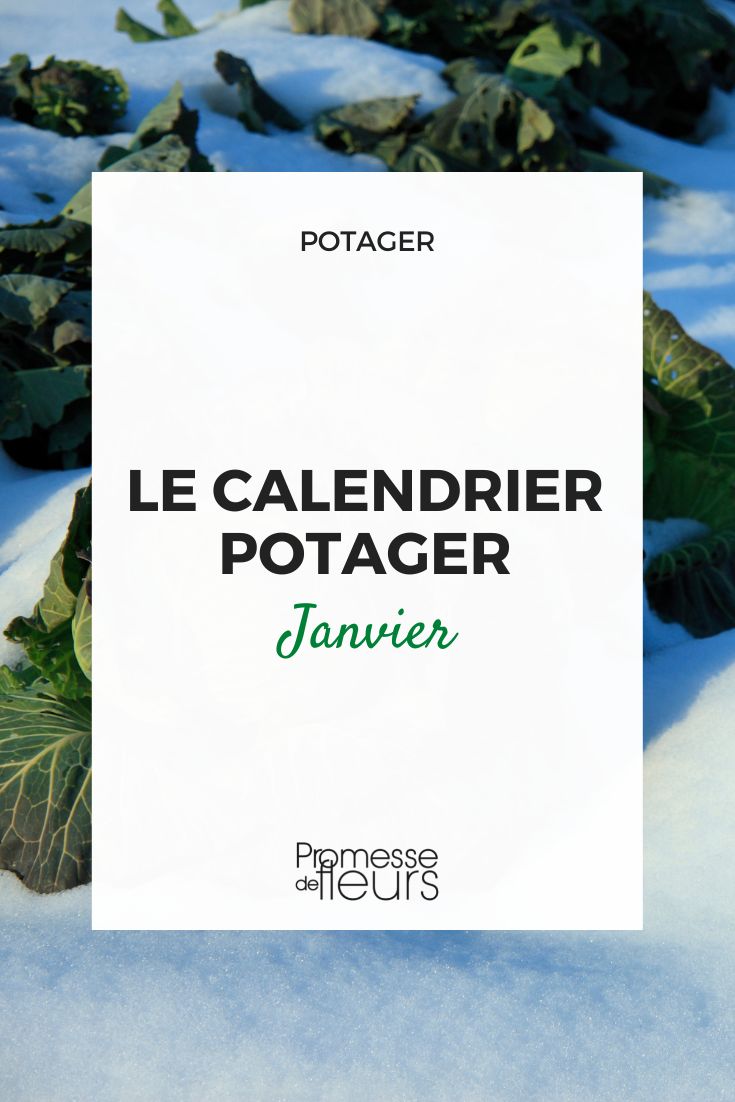 [plant_calendar month="january"]