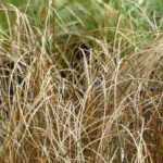 Carex: buyer's guide