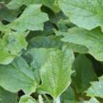 Chenopodium: planting, sowing, harvest