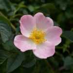 Help, my rose bush is deteriorating!