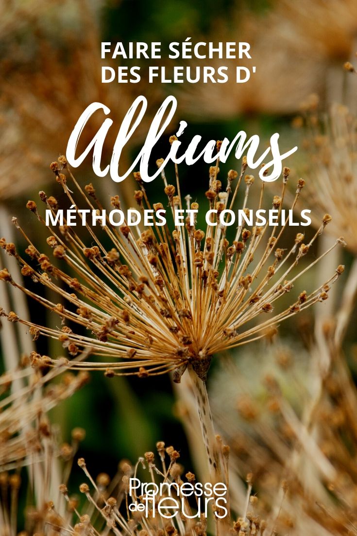 How to Dry Alliums? Our Tips