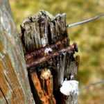 Tetanus: gardeners, don't miss your booster jab!