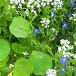 10 easy-to-sow annual flowers