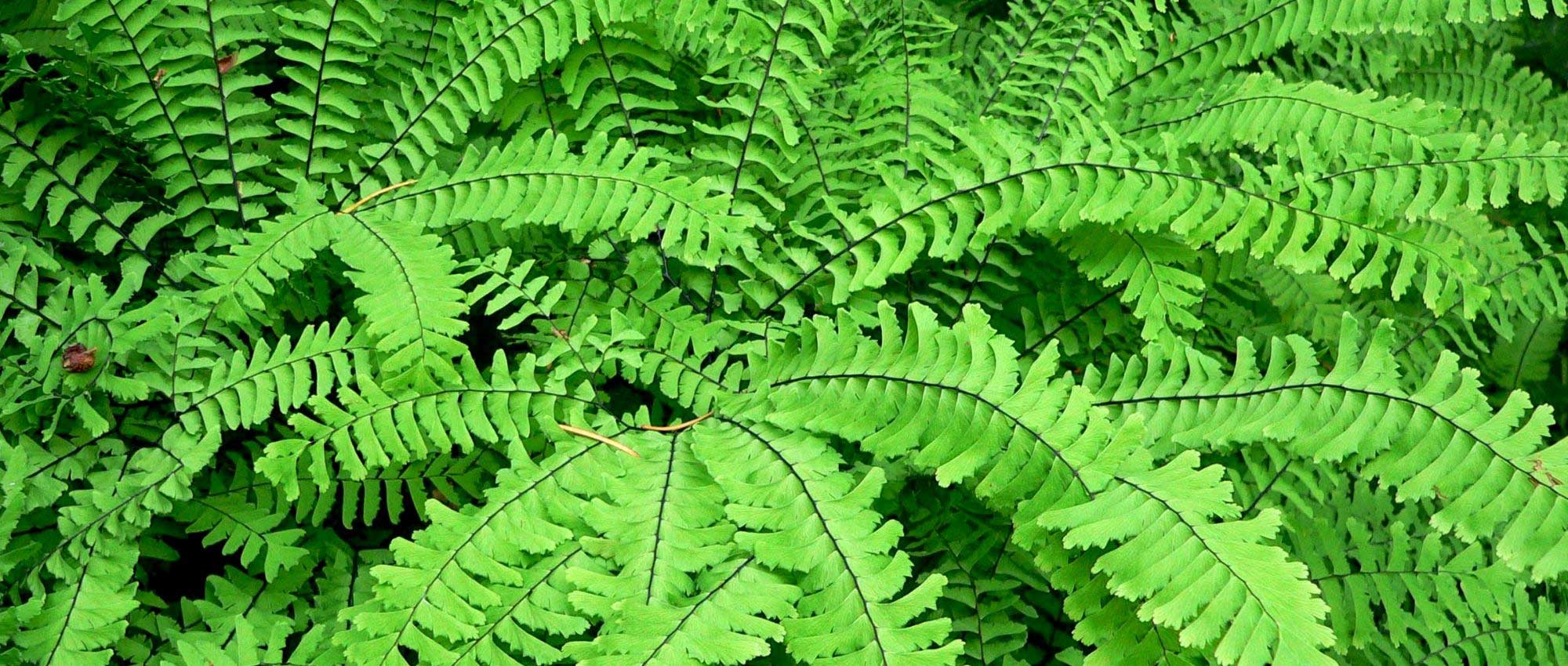 The Capillary or Adiantum: planting, cultivation, and care
