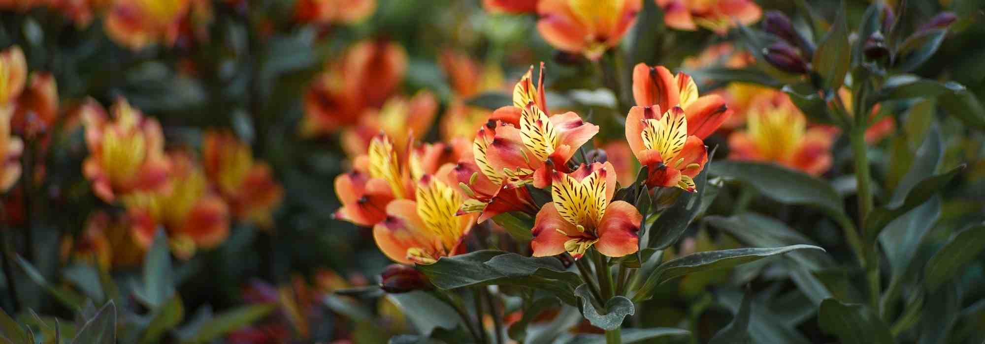 7 ideas for combining Alstroemeria