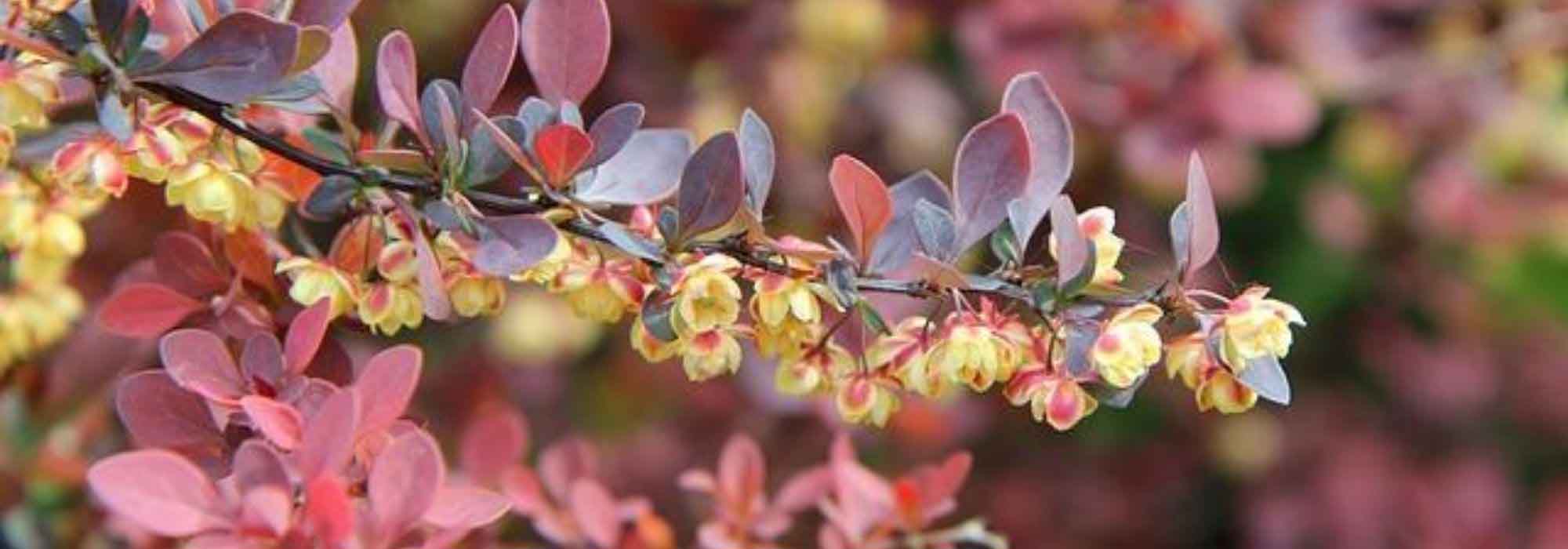 7 indestructible bushes for beginner gardeners