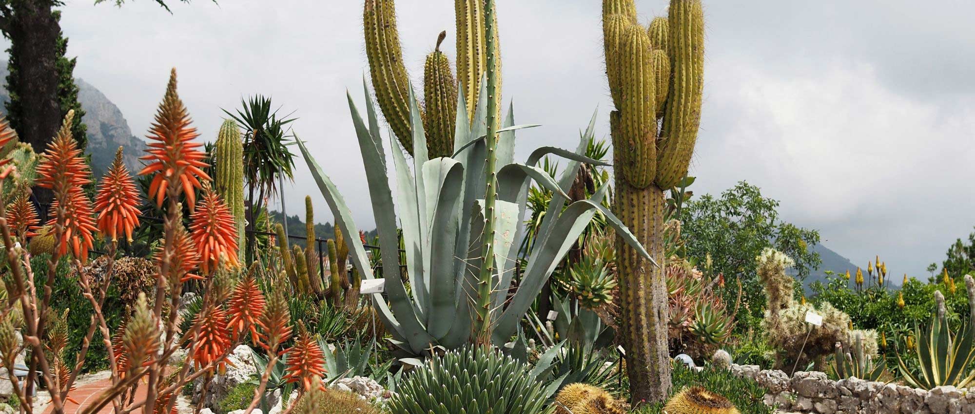 Cacti and outdoor succulents: planting, growing, and care