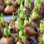 Bulb sizes: how to choose?