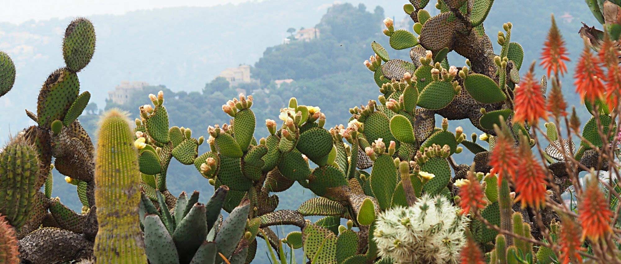 How to plant cacti in the garden?