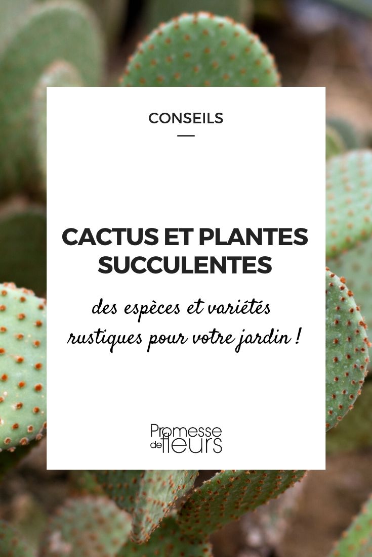 Cacti and Succulent Young Plants for the Garden